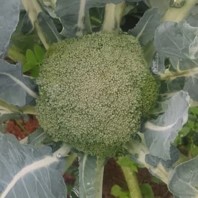 Broccoli
