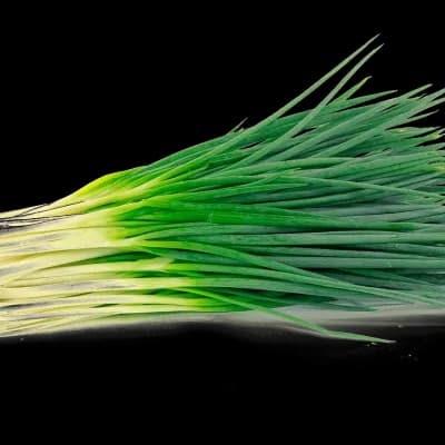 Spring Onion