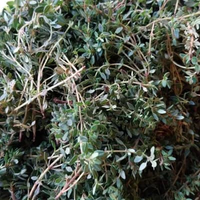 Thyme