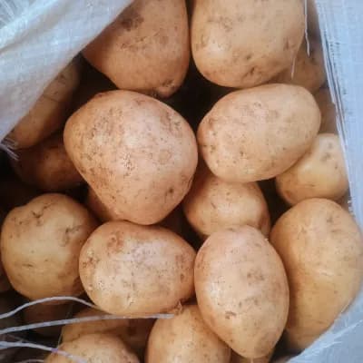 Potato