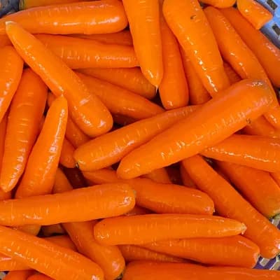 Carrot