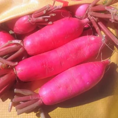 Radish Red