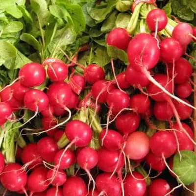 Table Radish
