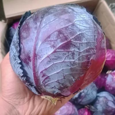 Cabbage Red