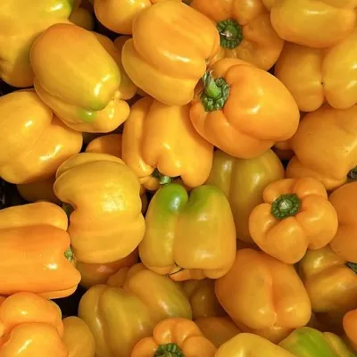 Capsicum Yellow