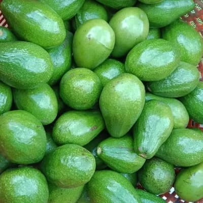 Avacado