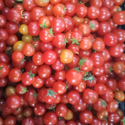 Cherry Tomato