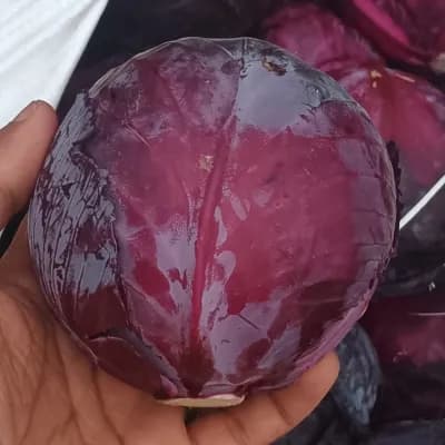 Cabbage Red